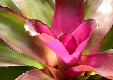 Charming beautiful plant within a pink light.