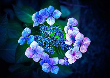Blue Flower