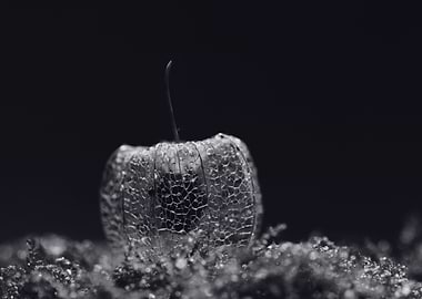 Physalis, Japan Lantern, Amour en cage, macrophotograph ...