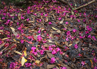Forest Floor, Howth, Dublin, Ireland