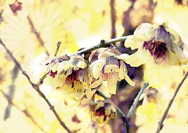 The winter reserves some surprises when the weather thr ...