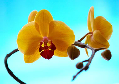 Yellow Orchid