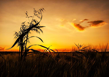 Sunset Grass
