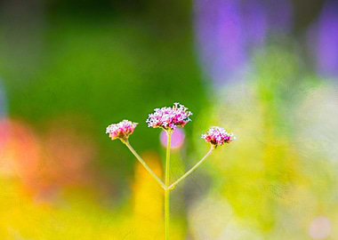 Colorful Summer Palette