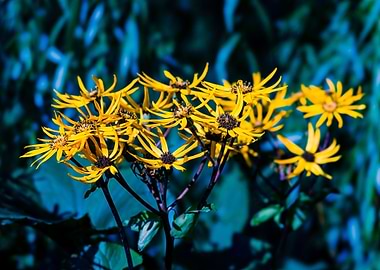 Yellow Daisy Flowers