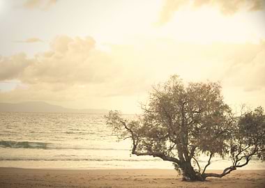 Tree on the Beach overlooking the Mediterranean Sea in ...