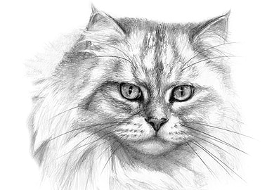 S-Schukina (s-schukina) Expressive glance cat G132 by S ...