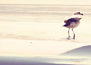 Bird at the Beach