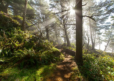 Morning Song | A brilliant sunstar above the canopy of ...