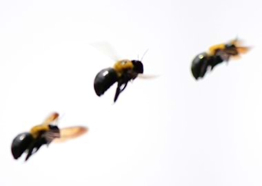 Bee in Motion