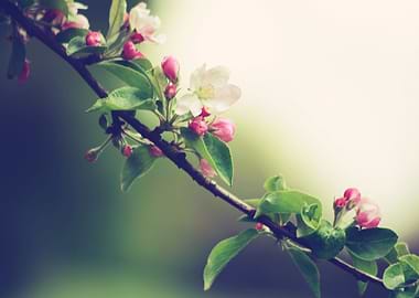 beauty of spring by chrissie Judge