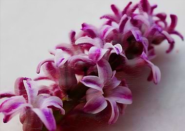 Beautiful textured photography of springtime blooms. So ...