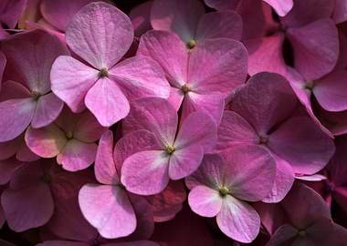 Pink hydrangea