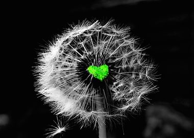 A series of three coloured dandiloin seed heads, unique ...