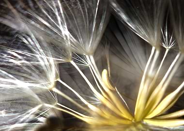 Dandelion 2 CB