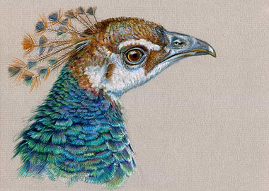 Peacock portrait CC006 by Svetlana Ledneva-Schukina col ...