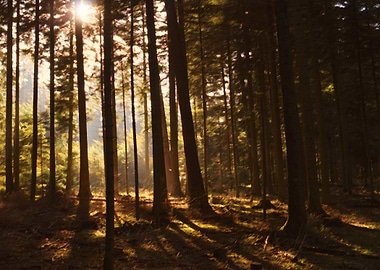 Beautiful atmopheric scene in a big forest.