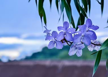 blue flowers on tree