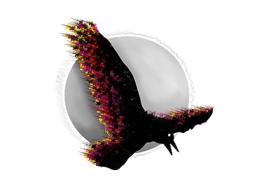 A raven flying in front of the moon. The raven has a p ...
