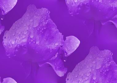 rose after the rain in the garden