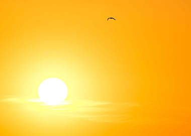 Minimalist Image with the perfect sun orb and seagull