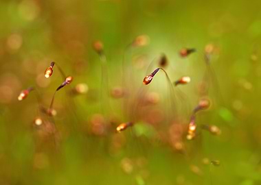 Morning impression with blooming moss