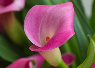 calla lily in the garden