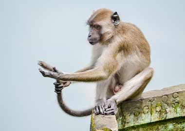 monkeys in the jungle