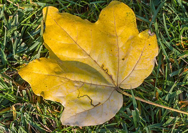 autumn leaves in the garden
