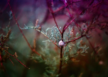 Little snail in the house.