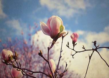 beauty of spring By chrissie Judge