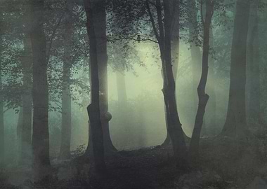I'm not my usual self - forest in fog