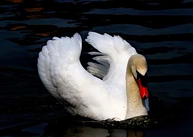 swan on lake