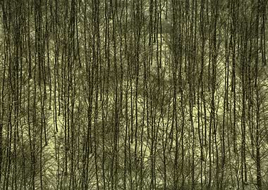 Forest without leaves on snow