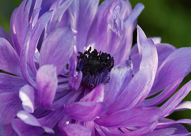 anemone coronaria in the garden