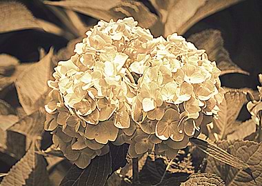 white hydrangea