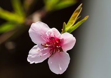 peach blossom in spring