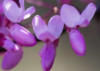 pink wisteria in the garde