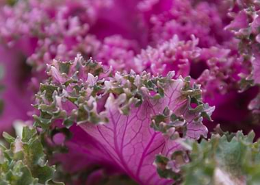 colorful leaves in the garden