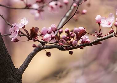 pink flowers on tree