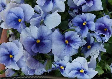 violet in the garden