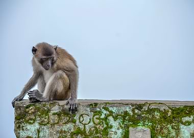 monkeys in the jungle