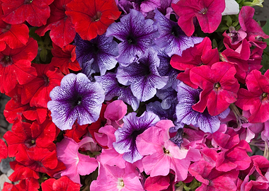 petunia flower in spring