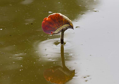 leaves of waterlily on lake
