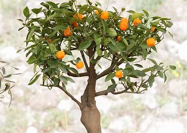 little bonsai in the garden