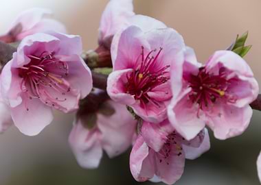 peach blossom