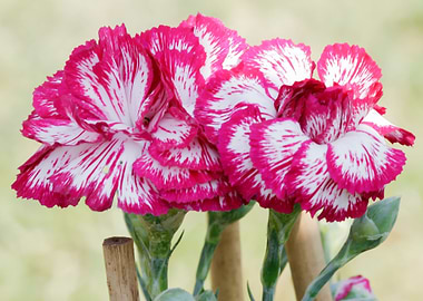 flower in the garden