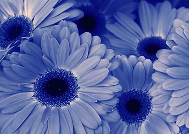 blue daisies