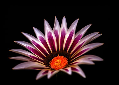 White flame big kiss flower