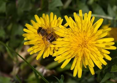 bee on dandelion